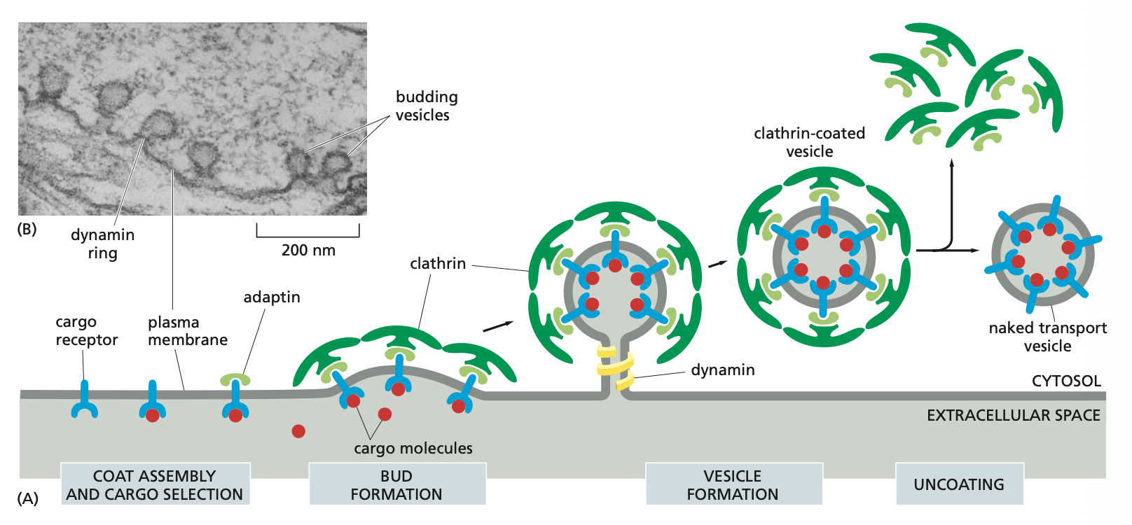 <p><em>1. The coat gives shape to the vesicle</em></p><ul><li><p>Clathrin (example of coat) consists of triskelions --> football-like structures that pinch off from donor membrane</p></li></ul><p><em>2. The coat selects cargo (how dynamin, adaptin, and clathrin work together)</em></p><p>This is how molecules are transported into the cell via endocytosis.</p><ul><li><p>The cargo receptors together with the the cargo molecule bind to the adaptin which are then further bound to the clathrin molecules.</p></li><li><p>This is where the bud formation takes place and the dynamin binds around the membrane. Once it is activated with GTP is pinches the membrane and then buds off the membrane.</p></li></ul><ul><li><p>Once the clathrin coated vesicle is formed the clathrin are released in a process called clathrins and then the naked transport vesicle is ready.</p><p>→ Also note that there are different kinds of adaptins which depend on the membrane that it is pinching (donor membrane).</p></li></ul><p></p>