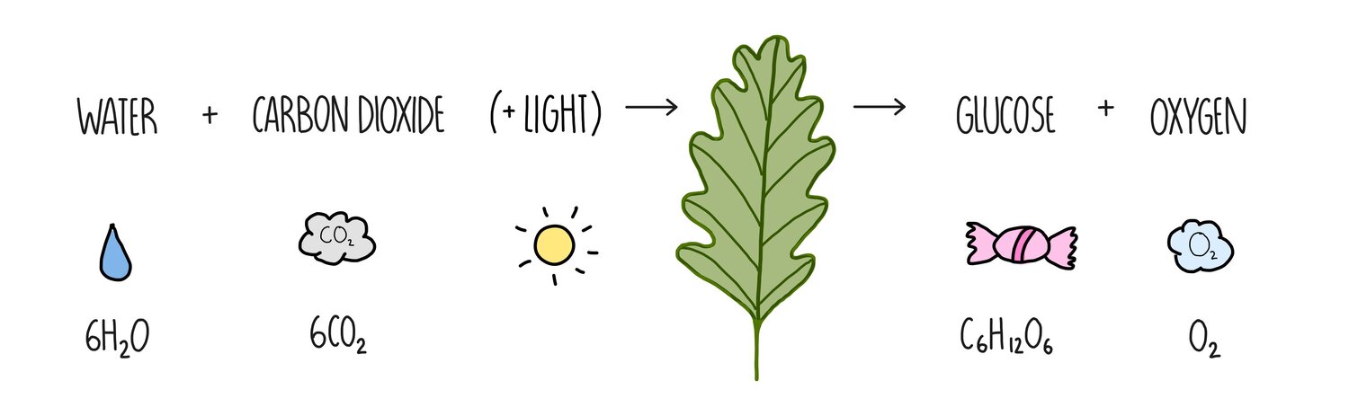<p>A cellular process that occurs in the chloroplast of plant cells that converts light energy into chemical energy in the form of oxygen and glucose.</p>
