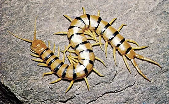 <p><span>Arthropods play a significant role in medicine, both as direct agents of disease and as vectors transmitting various pathogens. Here's an elaboration on the provided list and their medical significance:</span></p><p><span>Myriapoda + Pentasomida+ Crustacea+ Chelicerata + Insecta&nbsp; </span><br></p>