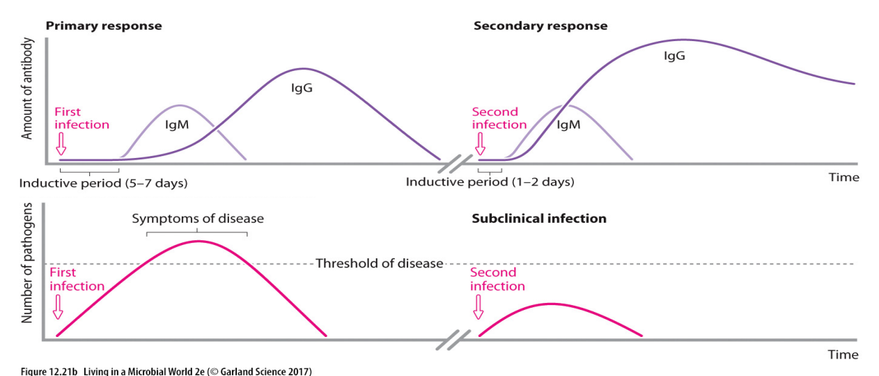 <p>- IgM first antibody produced in primary response (first exposure to pathogen)</p><p>- Larger amount of IgG - with same antigen specificity - produced later</p><p>- During secondary exposure (to same antigen), memory cells are activated that quickly differentiate itno IgG producing plasma cells</p><p>.</p><p>- threshold of disease is when you start to see symptoms</p>