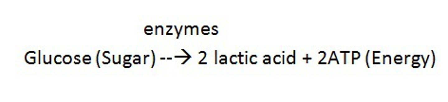 <p>Anaerobic respiration that converts pyruvate to lactic acid in order to recycle NAD+; is reversible when oxygen becomes available</p>