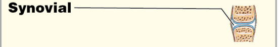 
1. Synovial
2. Diathrosis 