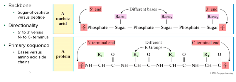 <p>Read sequence from the 5' carbon end to the 3' carbon end.</p>