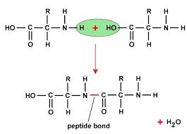 <ul><li><p>linkage of an alpha-carbonyl of one amino acid to the alpha amino group of another and the loss of H20. </p></li><li><p>the formation of a peptide bond isn’t energetically favourable but once it is formed it is stable and a high activation energy would be need to break the peptide bond </p></li></ul><p></p>