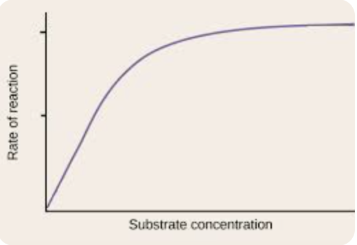 <p>low - less substrate molecules available</p><ul><li><p>rate of reaction is low </p></li></ul><p>increasing - more frequent collisions </p><ul><li><p>rate of reaction increases</p></li></ul><p>high - all enzyme active sites are occupied </p><ul><li><p>rate reaches a max and stops increasing</p></li></ul><p></p>