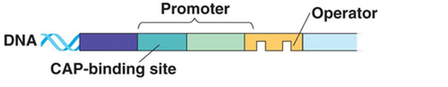<p>Promoter: Site where RNA polymerase binds</p><p>Operator: The on/off switch positioned within the promoter</p><p>Repressor: Binds to the operator preventing RNA polymerase from binding</p>