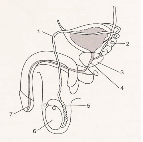 <p><span><span>Match the number with the correct anatomy term;</span></span></p>