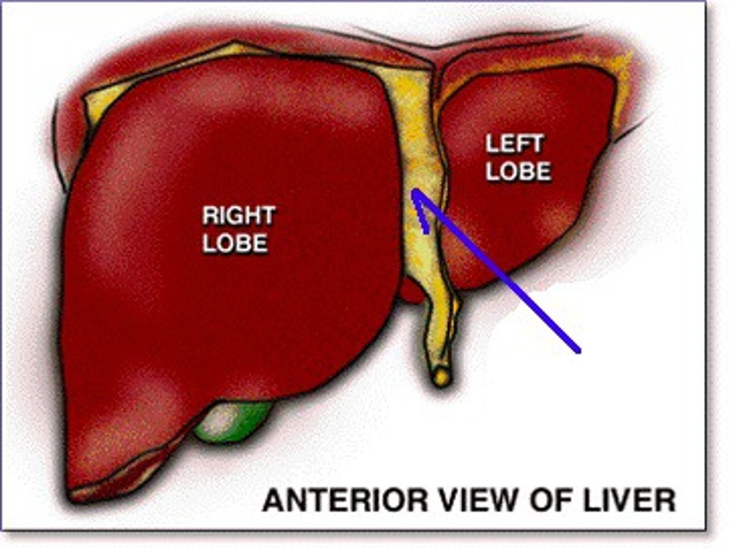<p>A ligament that attaches the liver to the anterior abdominal wall.</p>