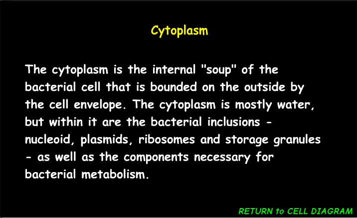 <p>The gel-like substance inside a cell that surrounds the organelles and is the site of many metabolic processes. </p>