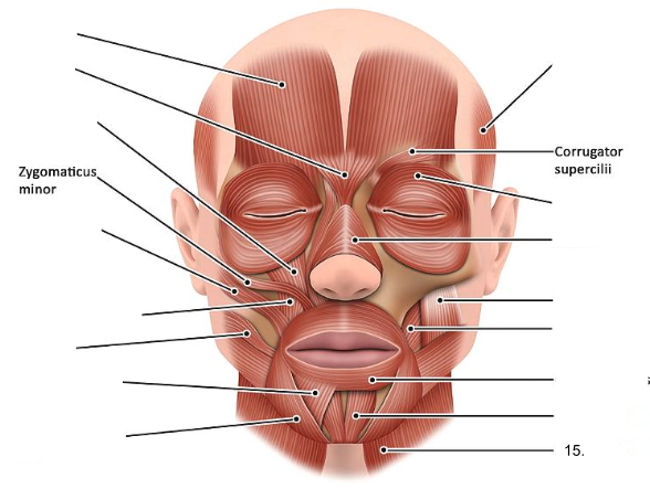 <ol start="15"><li><p></p></li></ol><p></p>