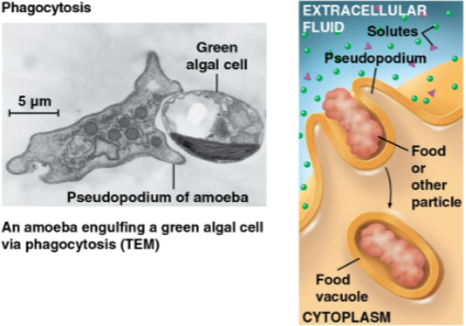<p>Phagocytosis</p>