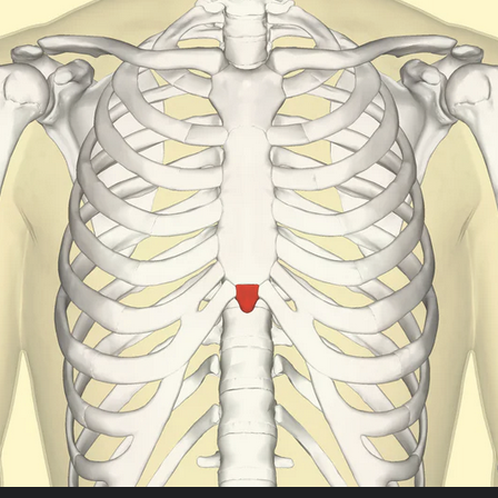 <p>What is the red portion called?</p>