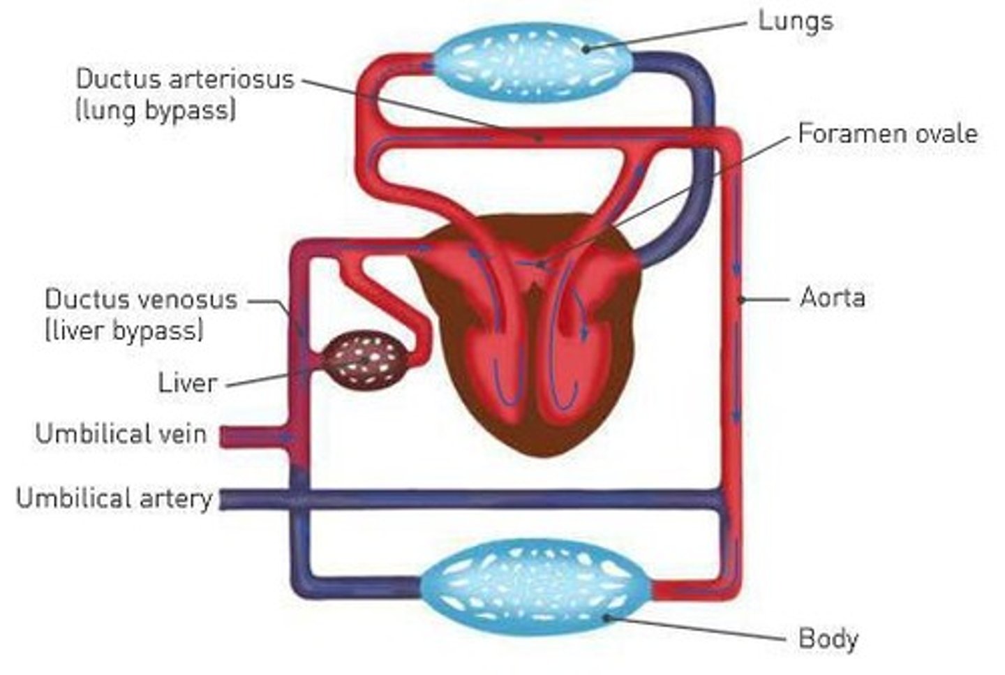 <p>They facilitate the exchange of blood between the fetus and the placenta.</p>