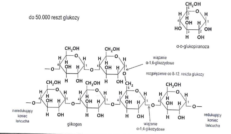 <p>rozgałęzionym, gdzie cząsteczki glukozy połączone są wiązaniami α-1,4- i α-1-6-glikozydowymi</p>