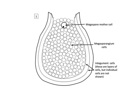 <p>Rank stages of angiosperm seed development</p>