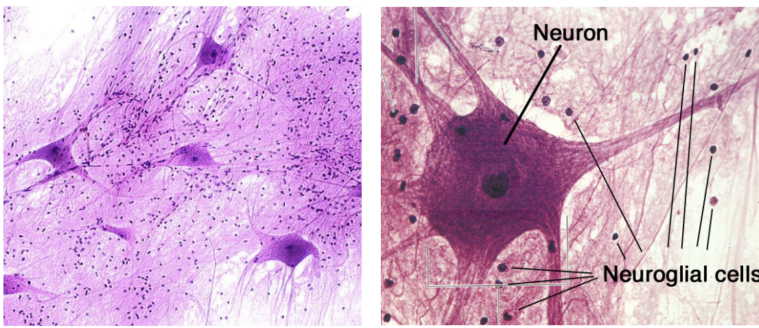 <p>Tissue found in the central and peripheral nervous systems for conducting nerve impulses.</p>