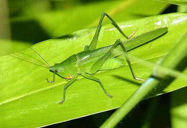<ul><li><p>grasshoppers, crickets, and katydids</p></li><li><p>two forms: hopping with enlarged femur/tibia or crawling (normal sized)</p></li><li><p>prominent tympanum and sound production ability (legs or wings)</p></li></ul><p></p>