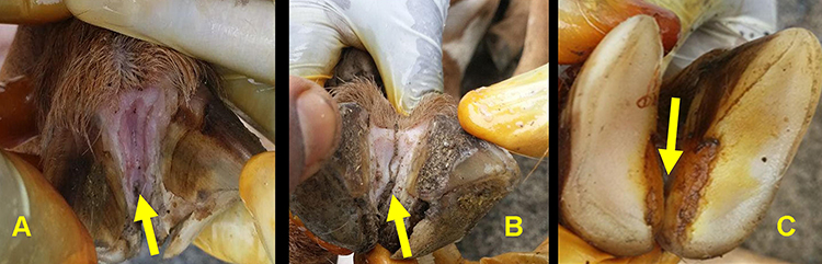 most economically devastating diseases, interaction of anaerobic bacteria in foot and soil, 

causes lameness in feet, foul odor, 

can be controlled by trimming vaccination, foot bathing, and soaking and culling

zinc sulfate is a treatment