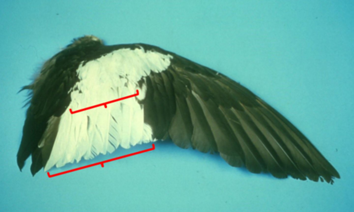 <p>these are contour feathers that extend beyond the body</p>