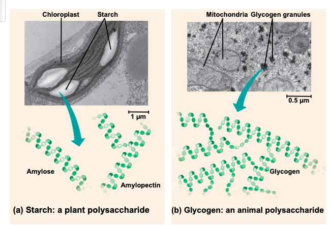 <p>grunles wihtin chloroplasts and other plastids </p>