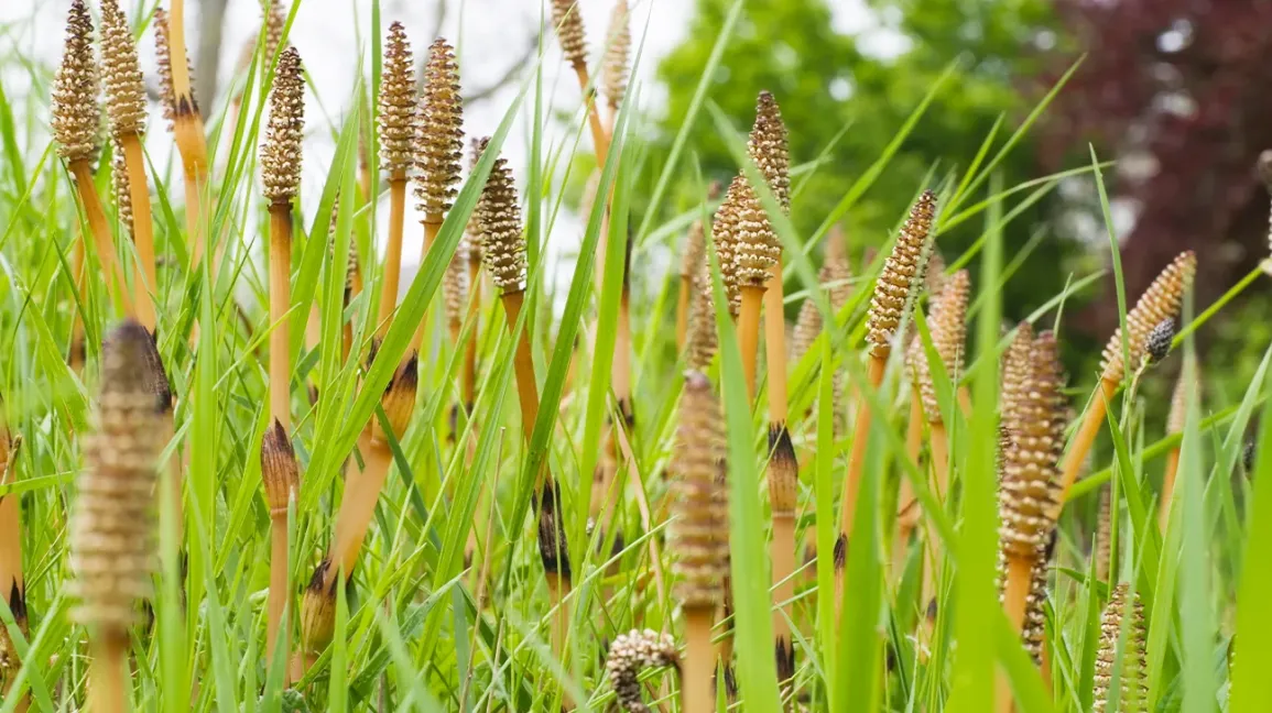 <p>sporophyte<span>&nbsp;</span></p><p></p>