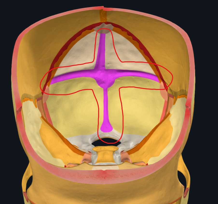 <p>křížový útvar na vnitřní straně <strong>os occipitale</strong></p>