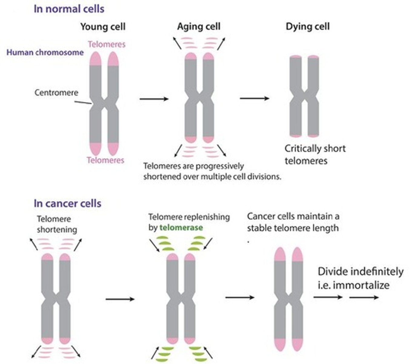 <p>Chromosome ends that shorten with each cell division.</p>