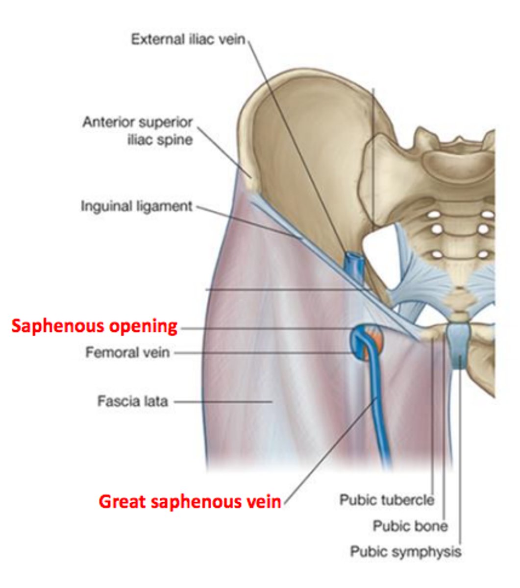 <p>opening in the anterior aspect of the thigh just inferior to the medial end of the inguinal ligament</p>