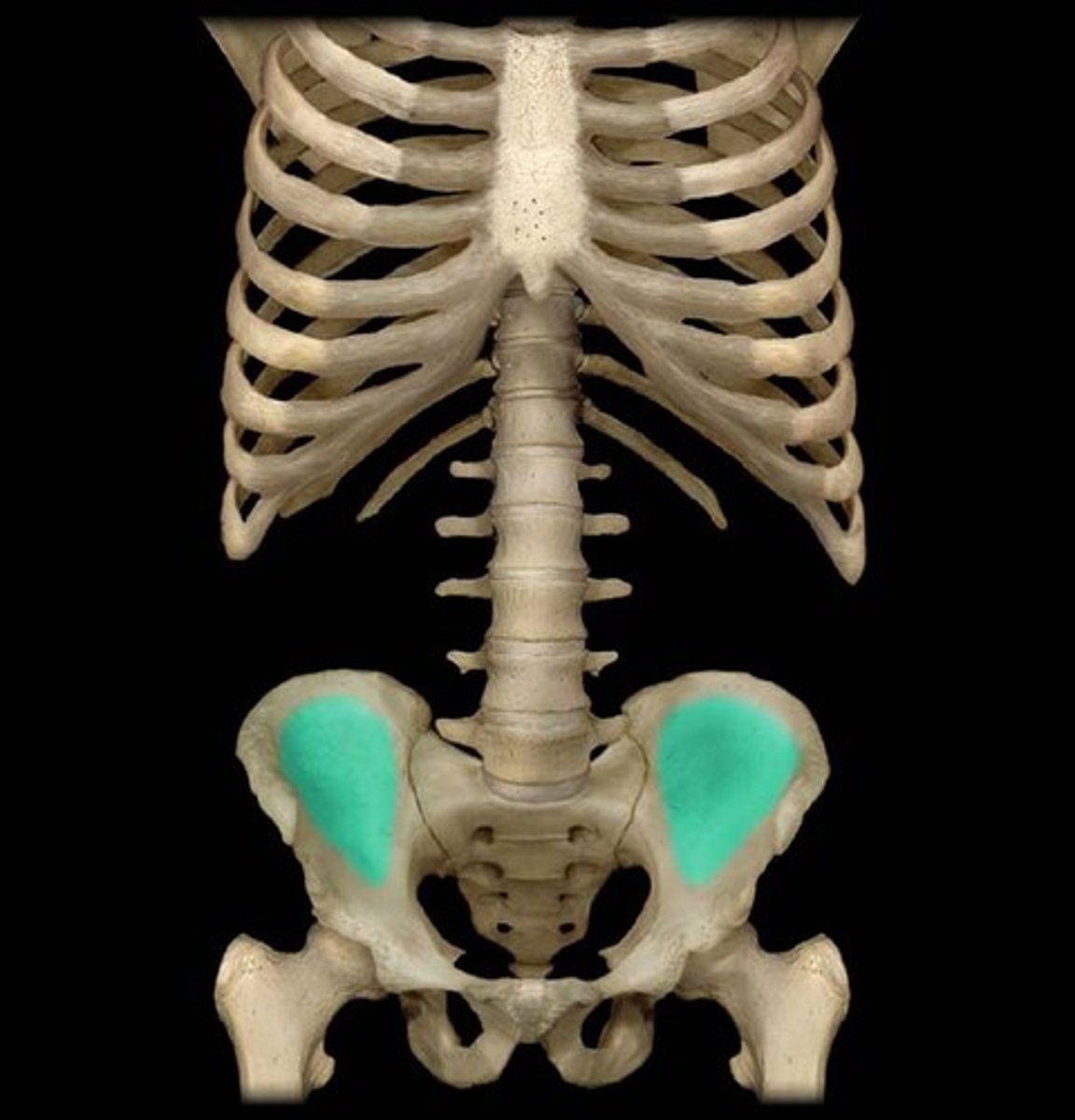 <p>medial concave part of ilium</p>