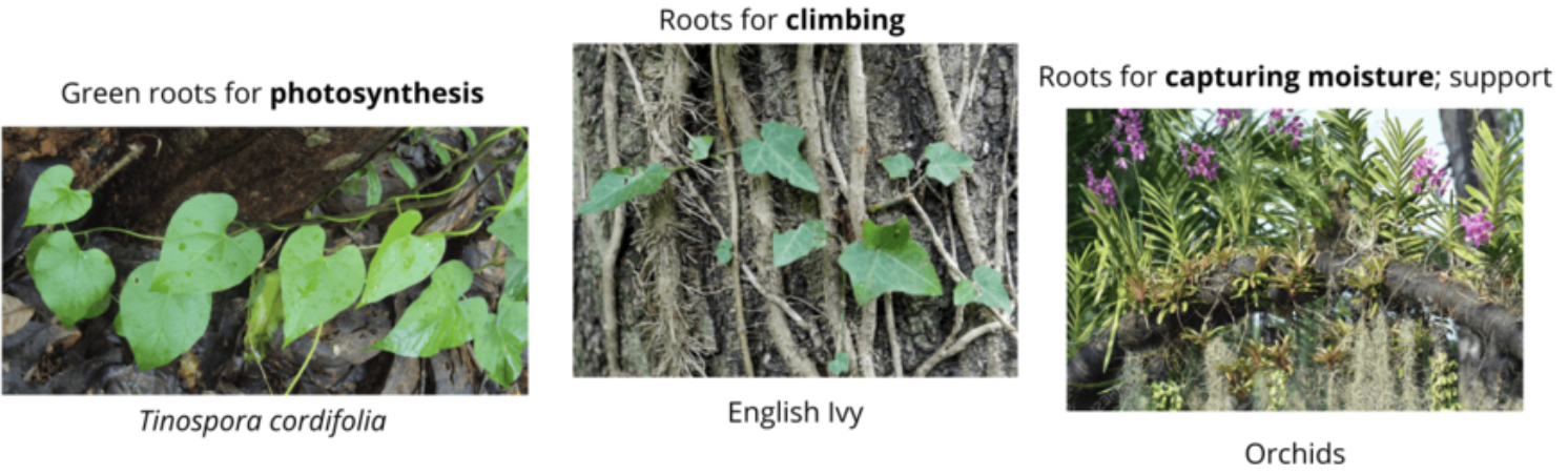 <p>What kind of modification is this?</p>