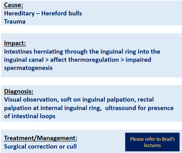 <p><span>Inguinal Hernia</span></p>