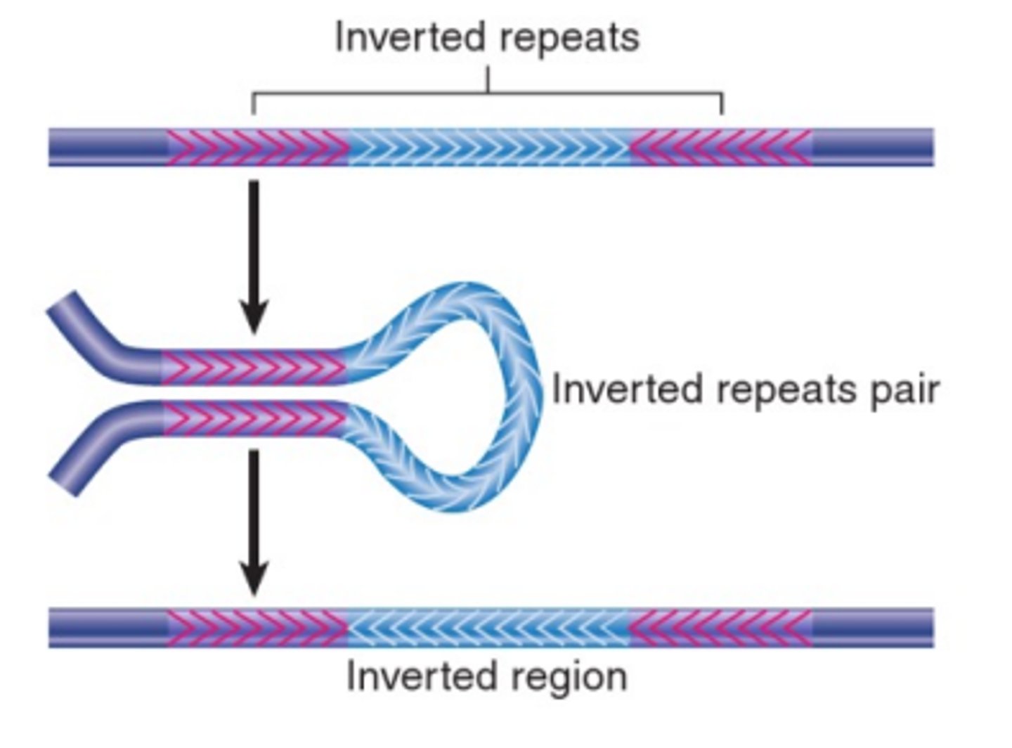 <p>Transposons that are inverted can only recombine homologously if the DNA between them is inverted. This creates DNA that runs in the opposite direction.</p>