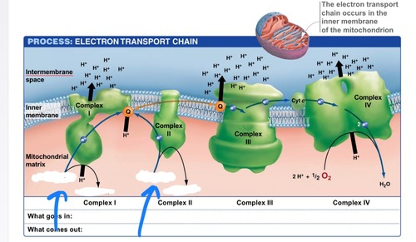 <p>Energy molecules produced during Krebs Cycle; provides H+ for ETC</p>
