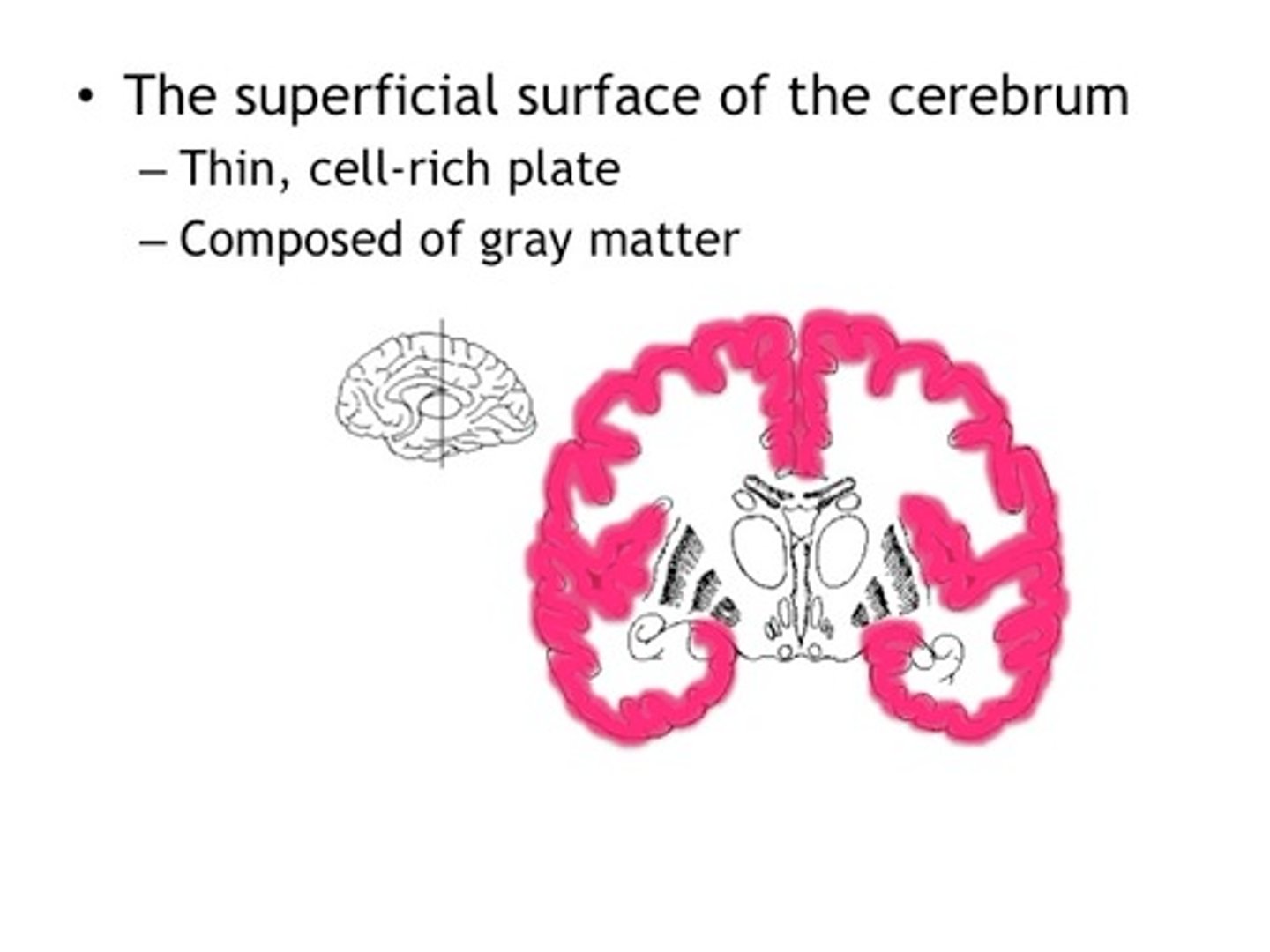 <p>outer region of the cerebrum, containing sheets of nerve cells; gray matter of the brain</p>