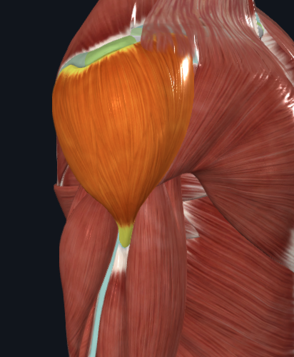 <p>What muscle is this</p>