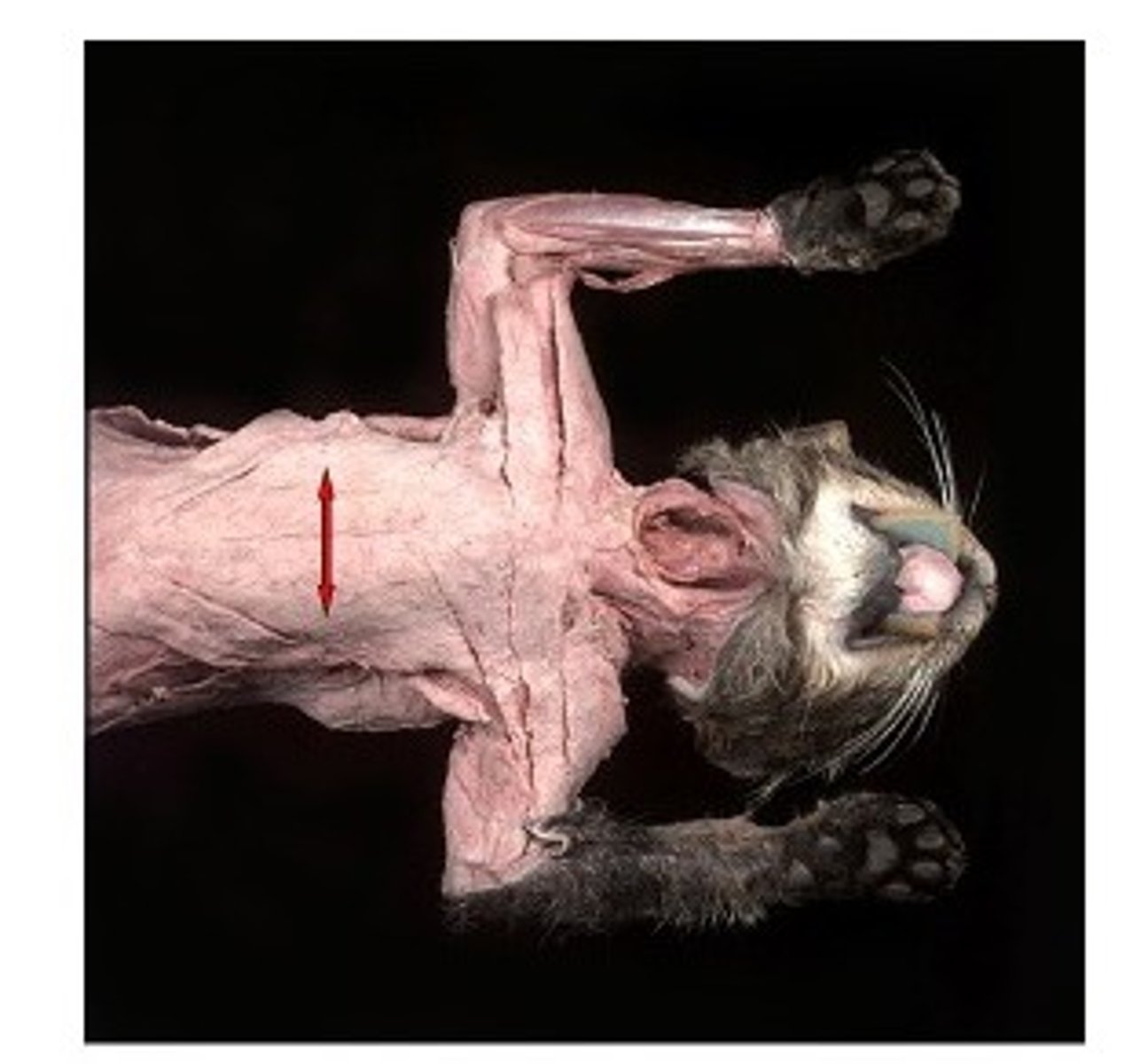 knowt flashcard image