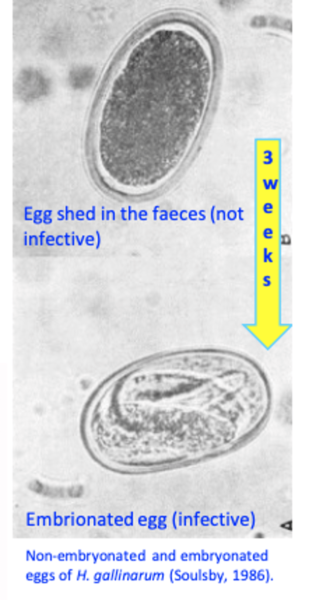<p>• Infected birds shed in the environment eggs;</p><p>• In the environment eggs get embrionated in 2-3 weeks</p><p>Infection of the birds:• Ingestion of embrionated eggs;</p><p>• Ingestion of earthworms</p>