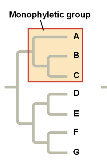 monophyletic groups (an ancestor and all of its descendants)