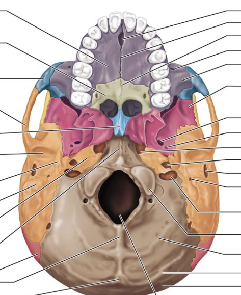 <p>Where in the picture is the temporal bone?</p>