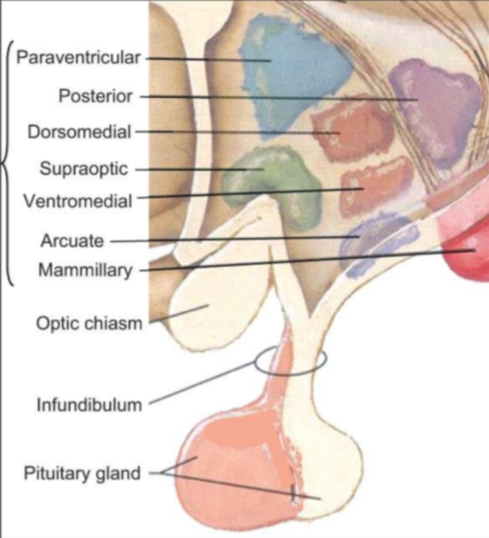 <p>false.&nbsp;Dopamine is a hypophysiotropic that has 1 amino acid, and <strong>inhibits</strong> prolactin release&nbsp;</p>