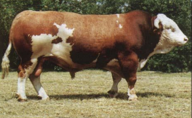 <p>what breed? </p>