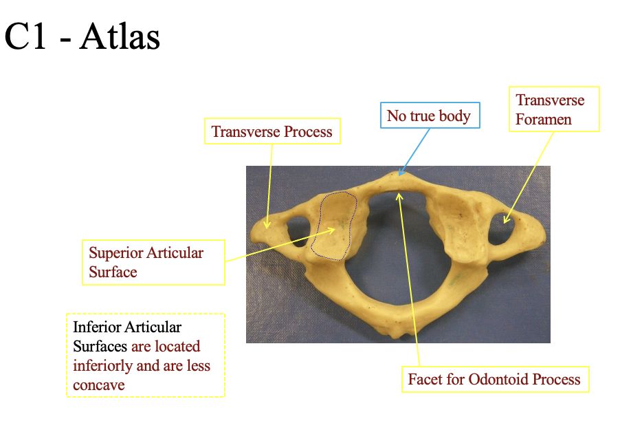 <ul><li><p>has no true body</p><ul><li><p>no hard part in the center for support</p></li></ul></li><li><p>Transvere formen</p><ul><li><p>place where the arteries goes to the head (two sides)</p></li></ul></li><li><p>inferior Articular</p><ul><li><p>located inferiorily and are less concave (on the other side</p></li></ul></li><li><p>Facet for odontoid process</p><ul><li><p>The flat ridge in the front. slight bump&nbsp;</p></li></ul></li><li><p>Superior articular surface&nbsp;</p><ul><li><p>The divivit on the side (both sides</p></li></ul></li></ul><p></p><p></p><p>C1 and c 2 are used for pivoting&nbsp;</p><ul><li><p>note that thepivod section of C2 (ridge is closeted to the anteiror side (the facet for ontoind process</p></li></ul><p></p>