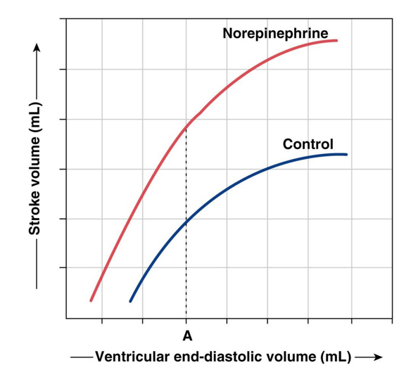 <p>Norepinephrine increases contractility of the heart</p><ul><li><p>when graph levels off: no more force when blood coming into heart is increased = heart failure</p></li><li><p>norepinephrine can help prevent heart failure</p></li></ul>