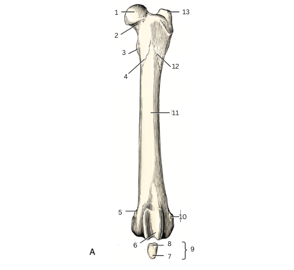 <p>6</p>