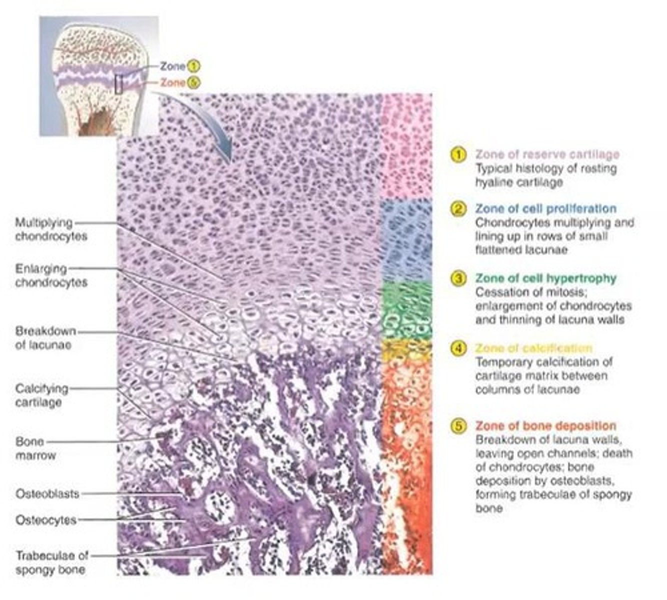 <p>Forms from cartilage models.</p>