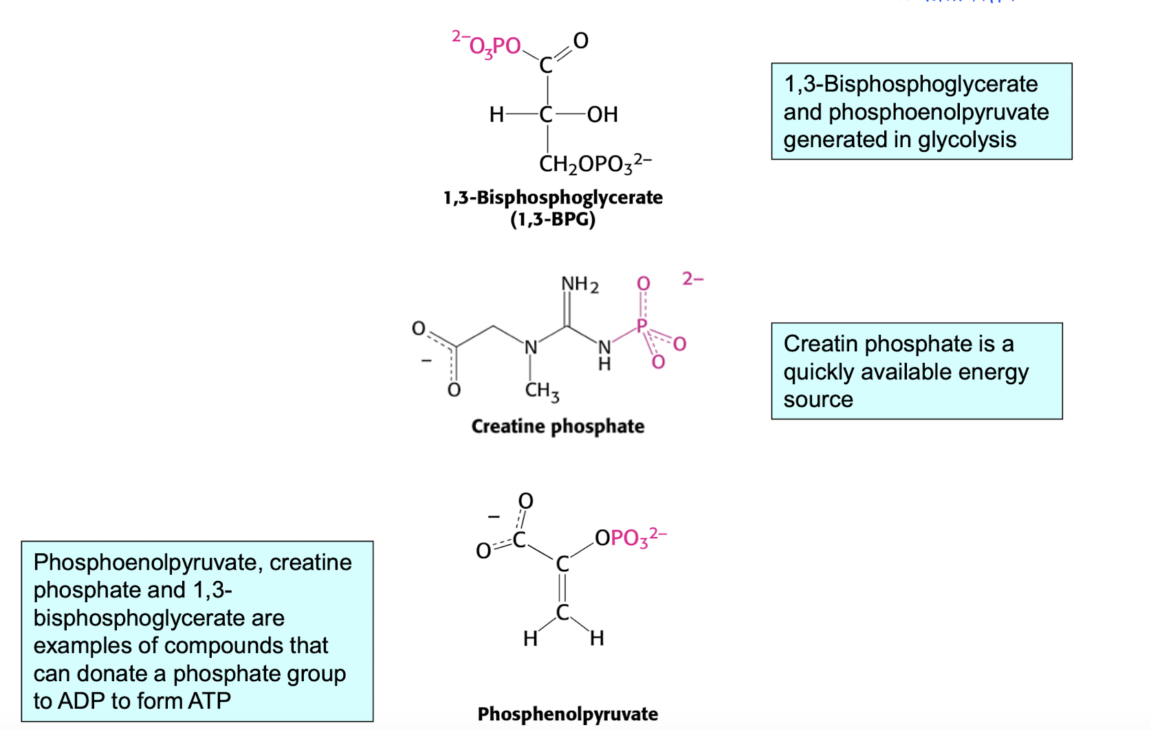 <p><strong>SLP </strong>: Substrate-level Phosphorylation </p><ul><li><p>Donation to make ADP into ATP </p></li></ul><p></p>