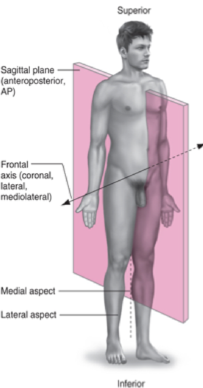 <p>Frontal (coronal, lateral) axis </p>