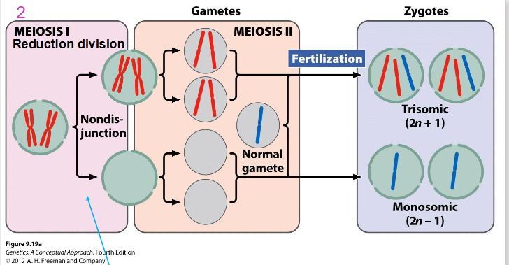 <p>Meiosis and Aneuploid (Nondisjunction at Meiosis 1)</p>