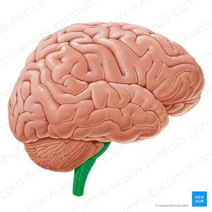 <p>In the lowest part of the brain (just above the back of the neck) and is made up of the midbrain, pons, and medulla oblongata</p>