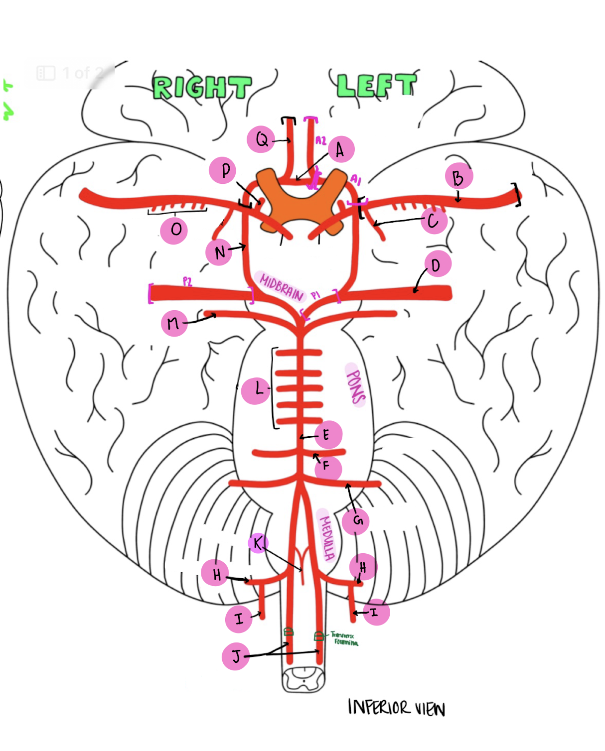 <p>What artery is labeled D?</p>